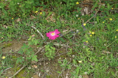 Rosa gallica