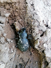 Carabus coriaceus