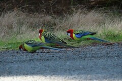 Platycercus eximius