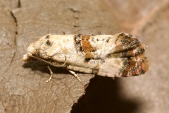 Neocochylis hybridella