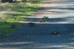 Platycercus eximius
