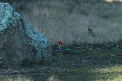 Platycercus eximius
