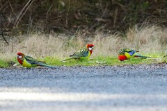 Platycercus eximius