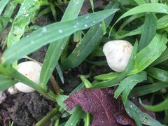 Panaeolus cyanescens