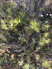 Leucadendron salignum