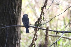 Pachycephala pectoralis