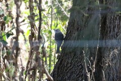 Pachycephala pectoralis