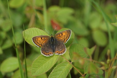 Lycaena tityrus