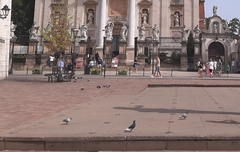 Columba livia domestica