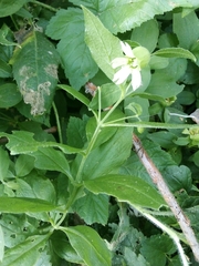 Silene baccifera