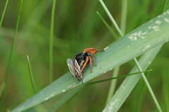 Philaeus chrysops