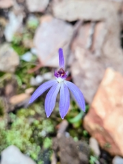 Cyanicula caerulea