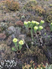 Leucadendron elimense elimense