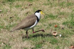Vanellus miles novaehollandiae
