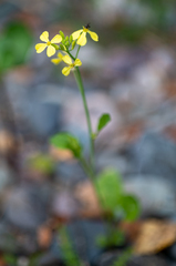 Brassica juncea
