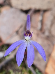 Cyanicula caerulea