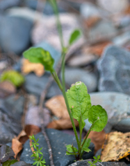 Brassica juncea
