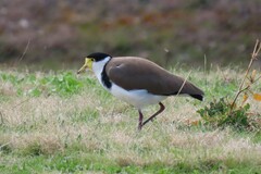 Vanellus miles novaehollandiae