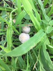 Panaeolus cyanescens