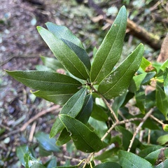 Nestegis cunninghamii