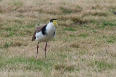 Vanellus miles novaehollandiae