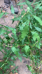 Persicaria hydropiper