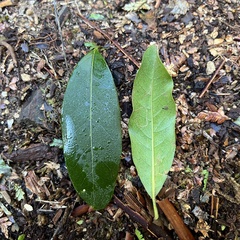 Nestegis cunninghamii