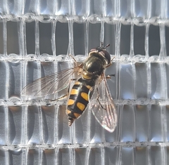 Melangyna viridiceps