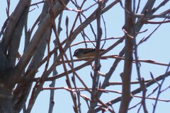 Pardalotus punctatus