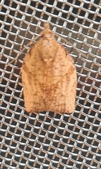 Epiphyas postvittana