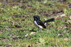 Rhipidura leucophrys