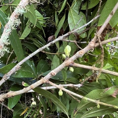 Nestegis cunninghamii