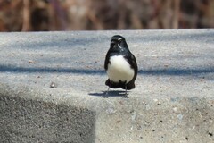 Rhipidura leucophrys