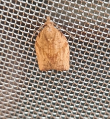 Epiphyas postvittana