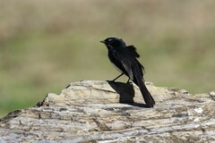 Rhipidura leucophrys