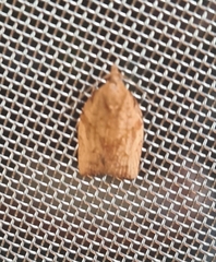 Epiphyas postvittana