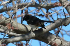 Rhipidura leucophrys