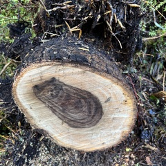 Nestegis cunninghamii