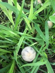 Panaeolus cyanescens