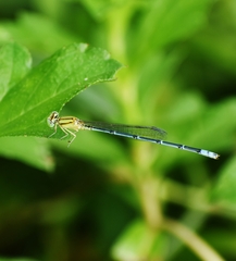Pseudagrion decorum