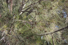 Acanthiza chrysorrhoa