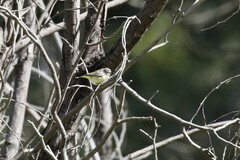 Acanthiza chrysorrhoa