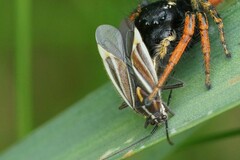 Horistus orientalis