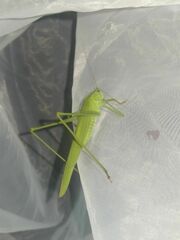 Phaneroptera falcata