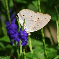 Junonia atlites