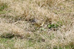 Acanthiza chrysorrhoa