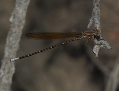 Argia rhoadsi