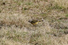 Acanthiza chrysorrhoa