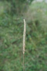 Cynosurus cristatus