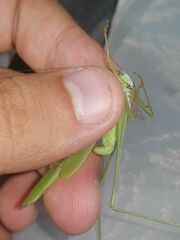 Phaneroptera falcata